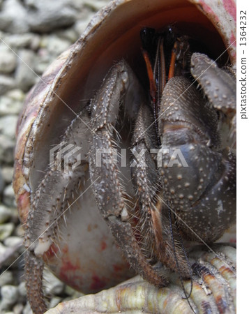 陸寄居蟹頒發的臉 1364232