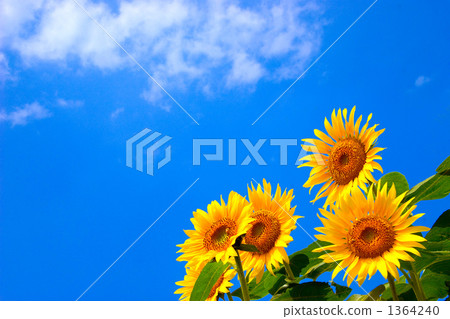 Sunflower and blue sky 1364240