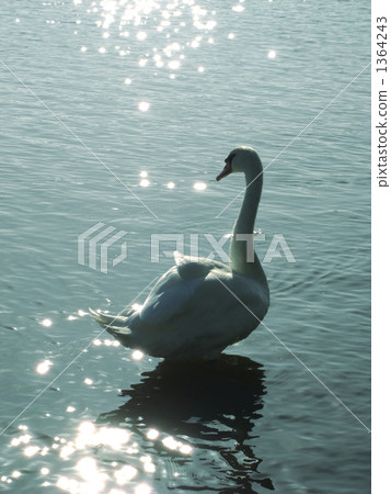 swan, swans, lake 1364243