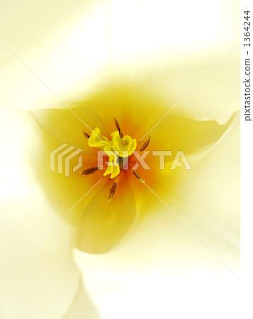tulipa, close up, close-up 1364244
