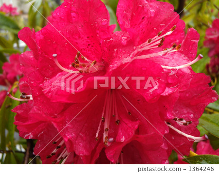 rhododendron, close up, close-up 1364246