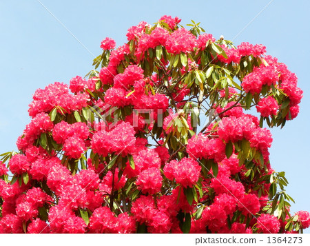 西部大杜鵑 植物 植物學 1364273