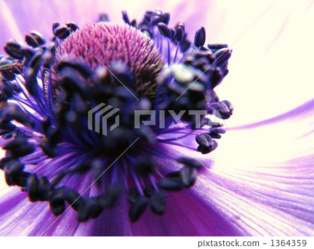 windflower, bloom, plant 1364359