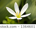Zephyrinus 1364601