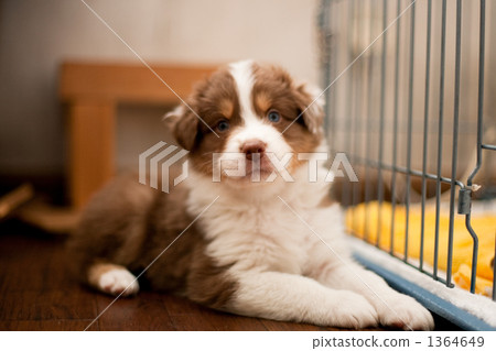 puppy puppy 1364649