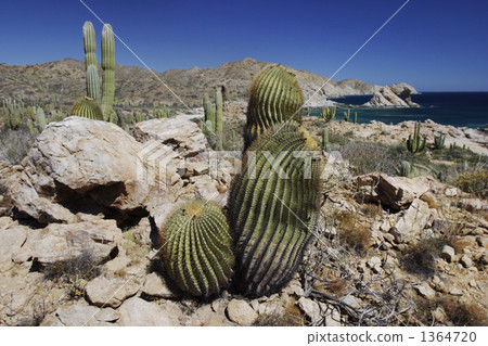 pillar cactus, cacti, desert 1364720