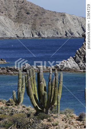 pillar cactus, cacti, blue water 1364729