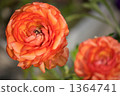 Ranunculus 1364741