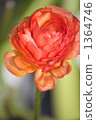 Ranunculus 2 1364746