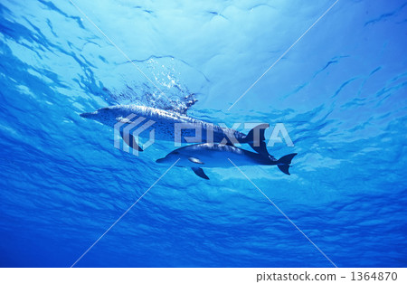 泰國馬鯖魚海豚 泰國馬鯖魚海豚 1364870