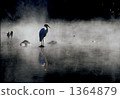 egret, fraud, heron 1364879