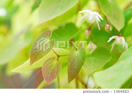 Anchor grass 1364883