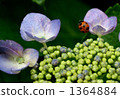 ladybug, ladybugs, seven-spot ladybird 1364884