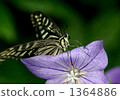 chinese bellflower, swallowtail, town mayor 1364886