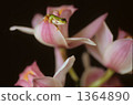 treefrog, tree frog, cotton rose 1364890