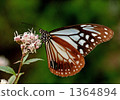 swallowtail, pollen, honey 1364894