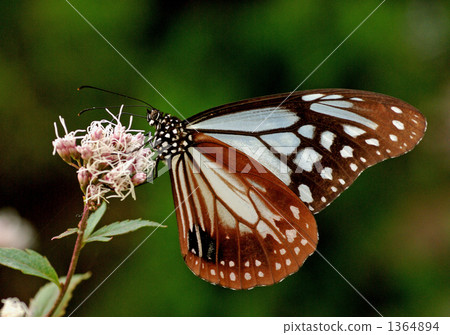 swallowtail, pollen, honey 1364894