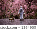 weeping cherry tree, raincoat, dog 1364905