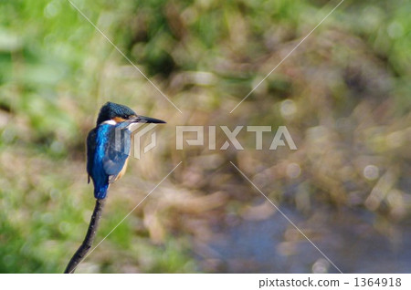 雀巢一個 1364918