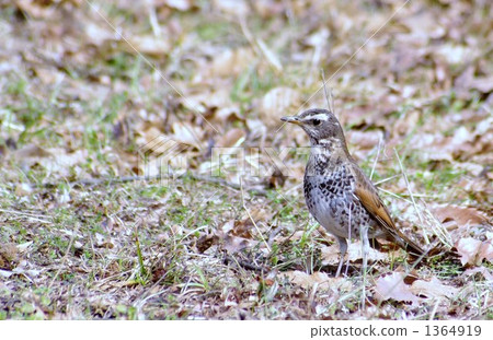 雀巢一個 雀巢一個 1364919