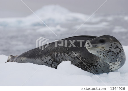 南極 轉彎 冰山 1364926