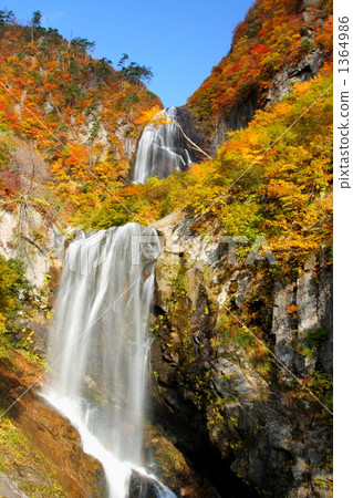 Fall of fall of autumn leaves 1364986