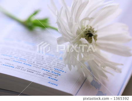 bloom, blossom, blossoms 1365392