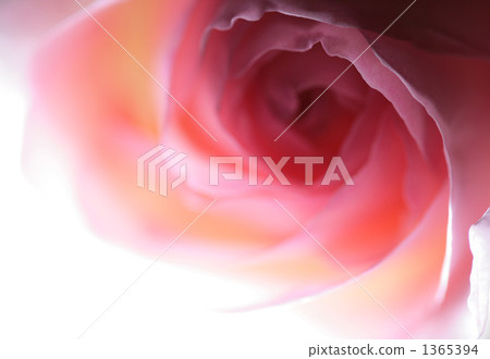 rose, roses, bloom 1365394