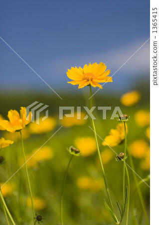 藍天和黃色花波斯菊 1365415