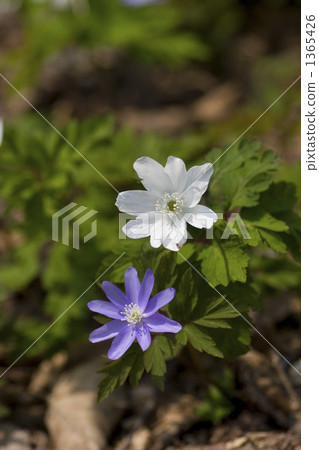 菊花蛋清和藍色 1365426