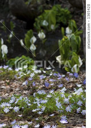 Kinkakuichige和水basho 1365428