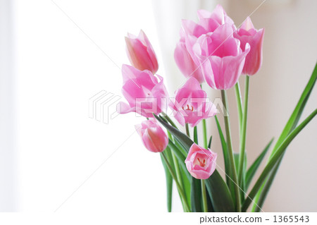 tulipa, indoor photo exposure, cut flowers 1365543
