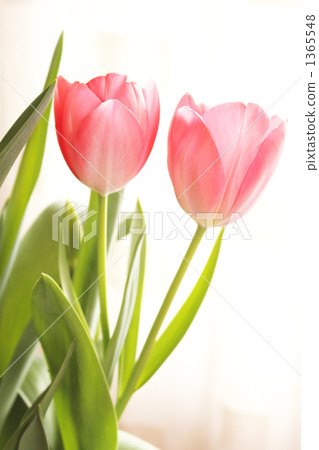 tulip, tulipa, indoor photo exposure 1365548