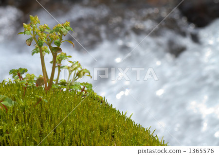 Moss and clear stream Moss and clear stream 1365576