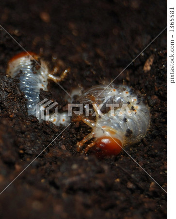 甲蟲幼蟲 甲蟲幼蟲 1365581