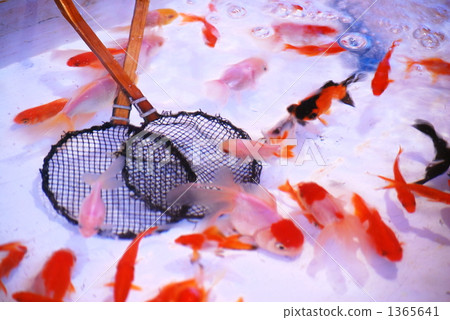 Goldfish scooping  1365641