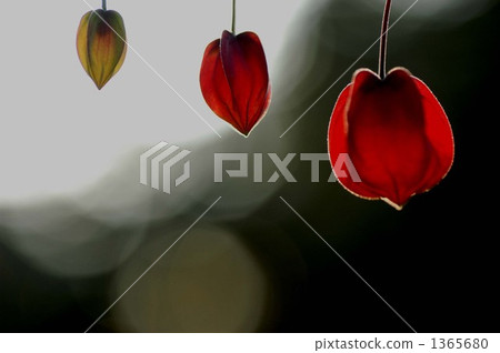 Tyrolean lamp 1365680