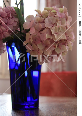 Hydrangea of Normandy Hydrangea of Normandy 1365706