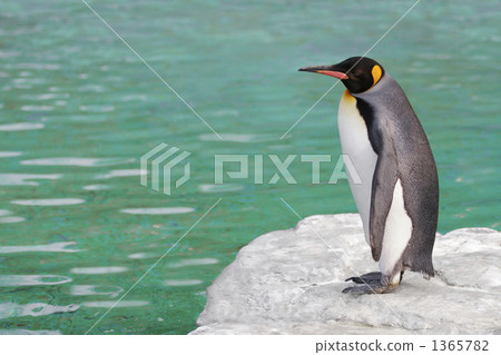 King penguin King penguin 1365782