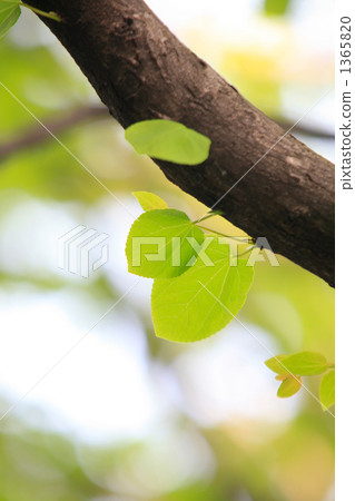 Heart shaped fresh green 1365820