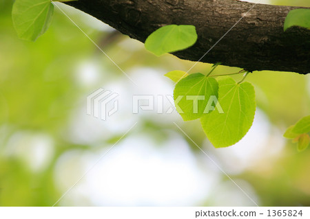 心形新鮮綠色 心形新鮮綠色 1365824