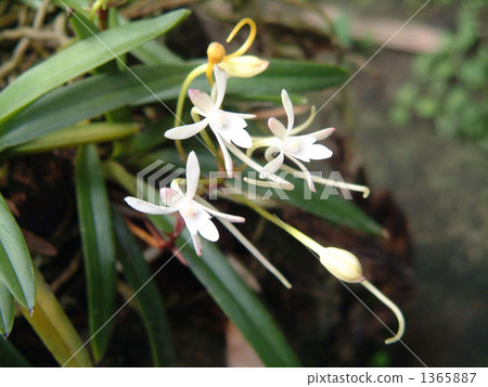 White and small little White and small little 1365887