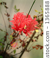Spicy flower-like flower 1365888