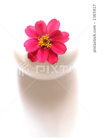 zinia, bloom, blossom 1365917