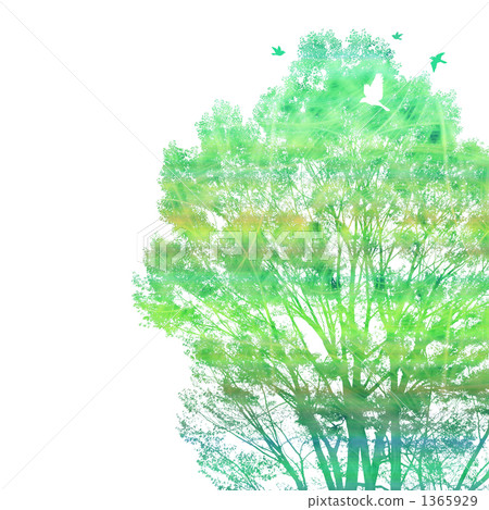 tree, wood, foliage 1365929