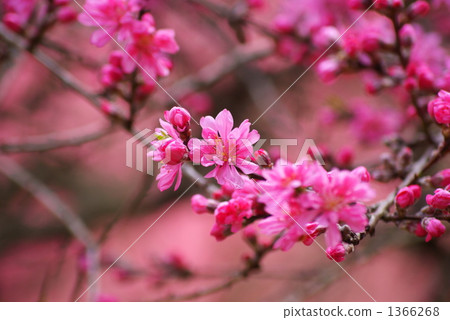 Chrysanthemum Chrysanthemum 1366268