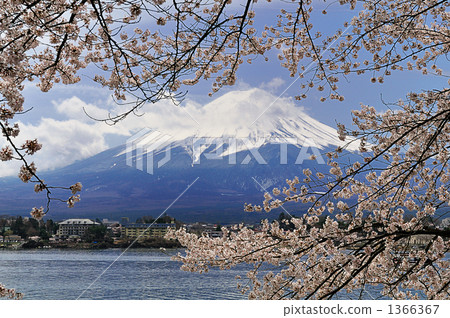 Fuji and cherry blossoms Fuji and cherry blossoms 1366367