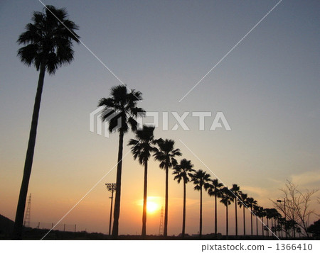 palm tree, evening, eventide 1366410