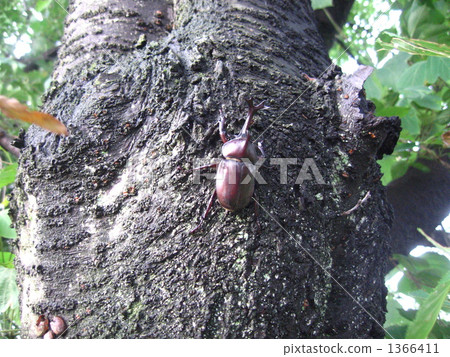 rhinoceros beetle, assorted trees, summer holiday 1366411