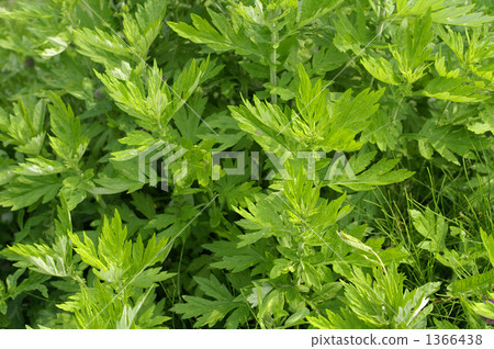 野生 yomogi 幼葉,全景,水平位置。 野生 yomogi 幼葉,全景,水平位置。 1366438